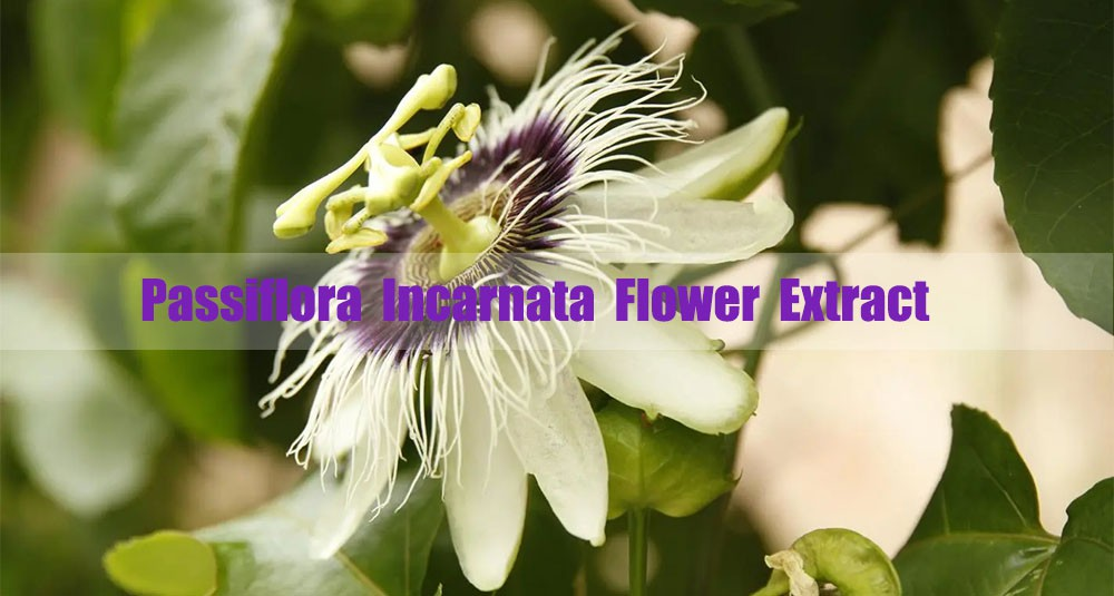 Passiflora Incarnata Flower Extract.png